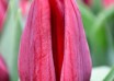 Tulipa Pallada (4)